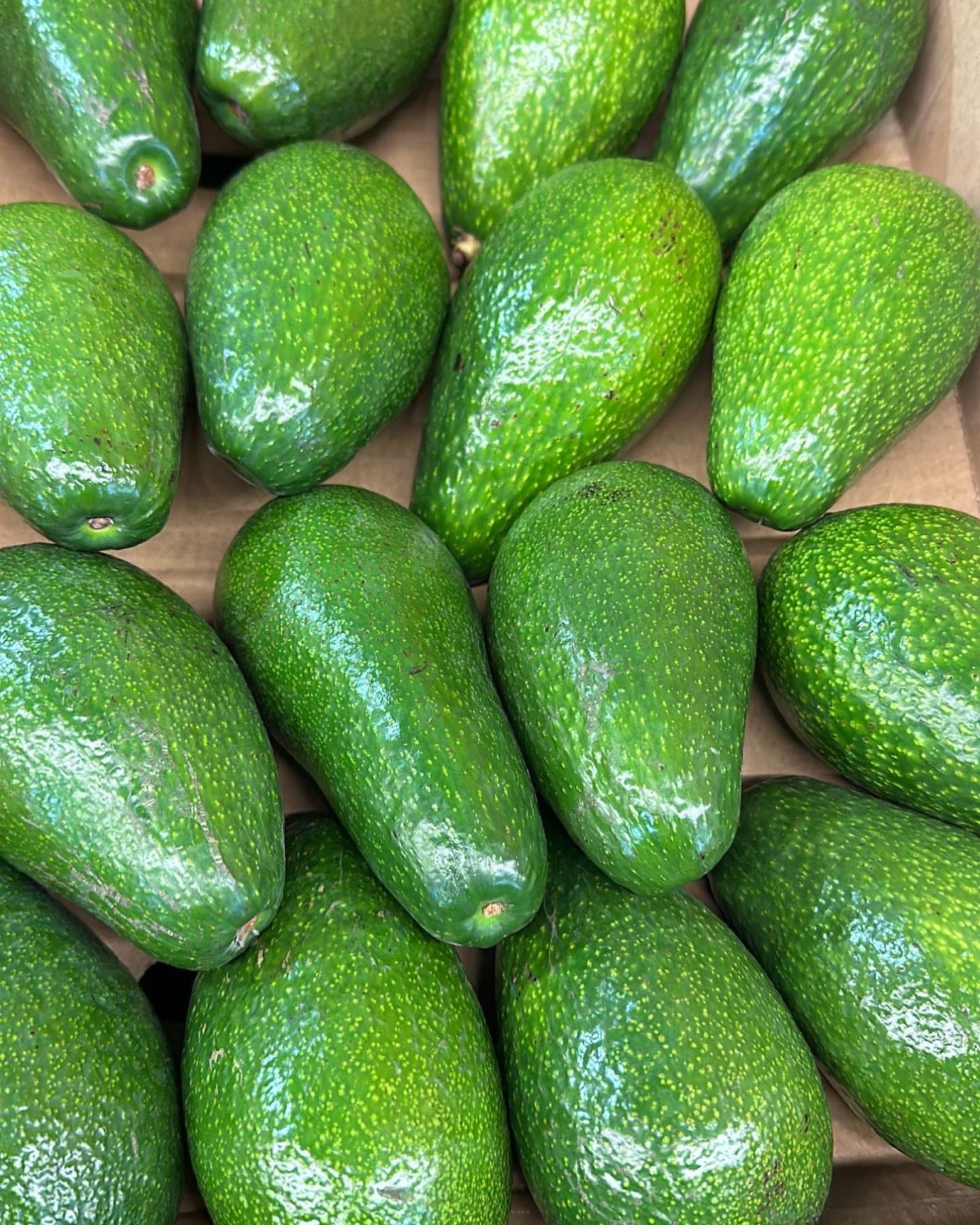 Fresh avocados