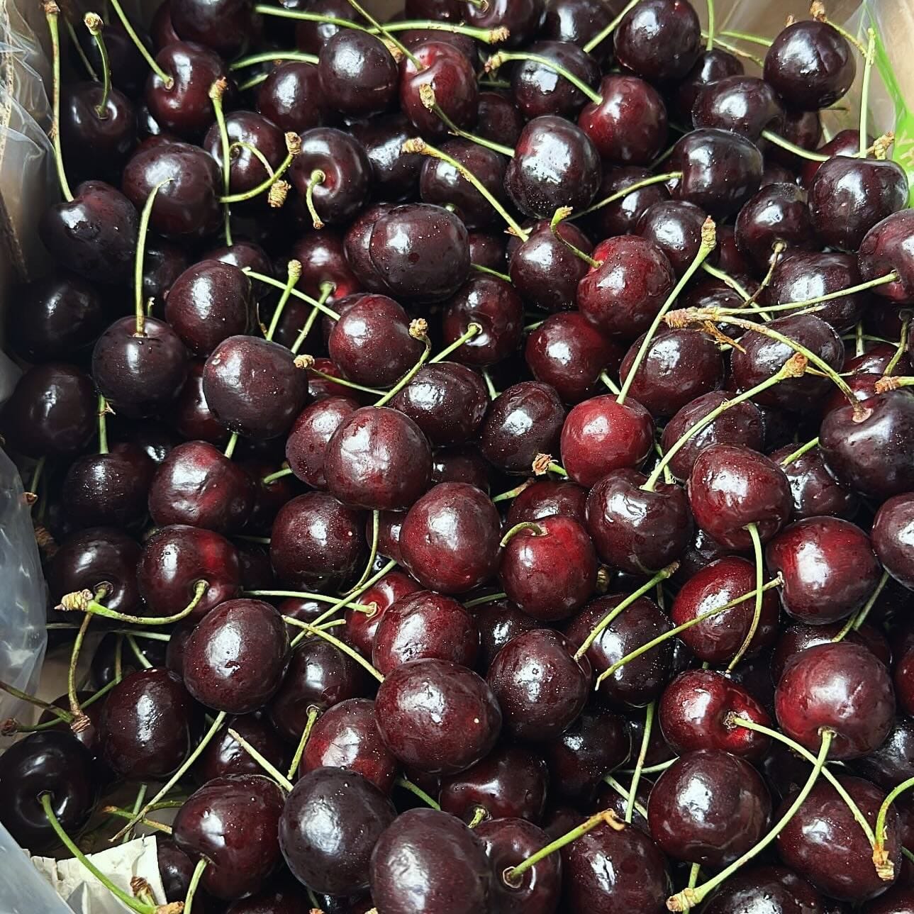 Fresh cherries