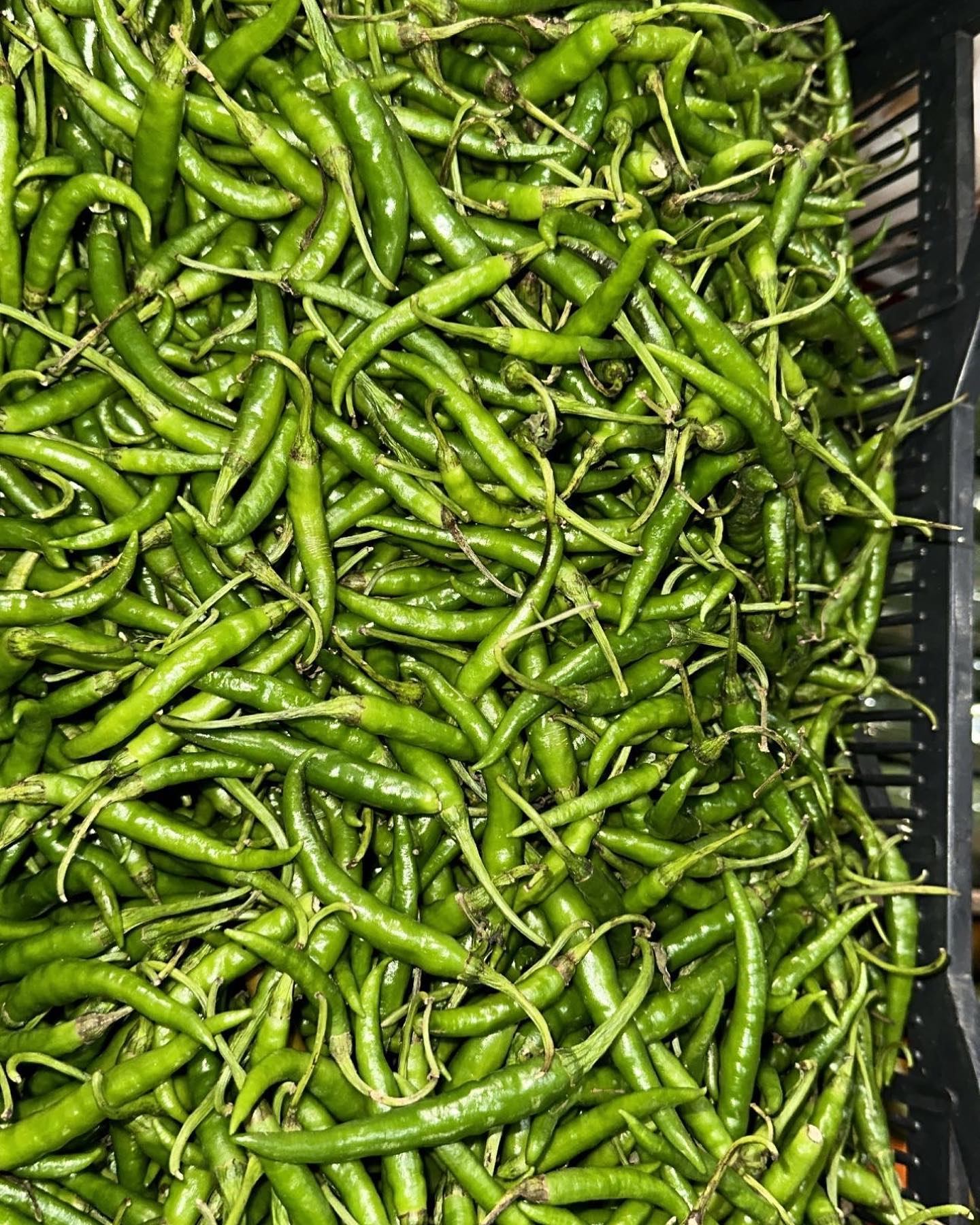 Green Chillies