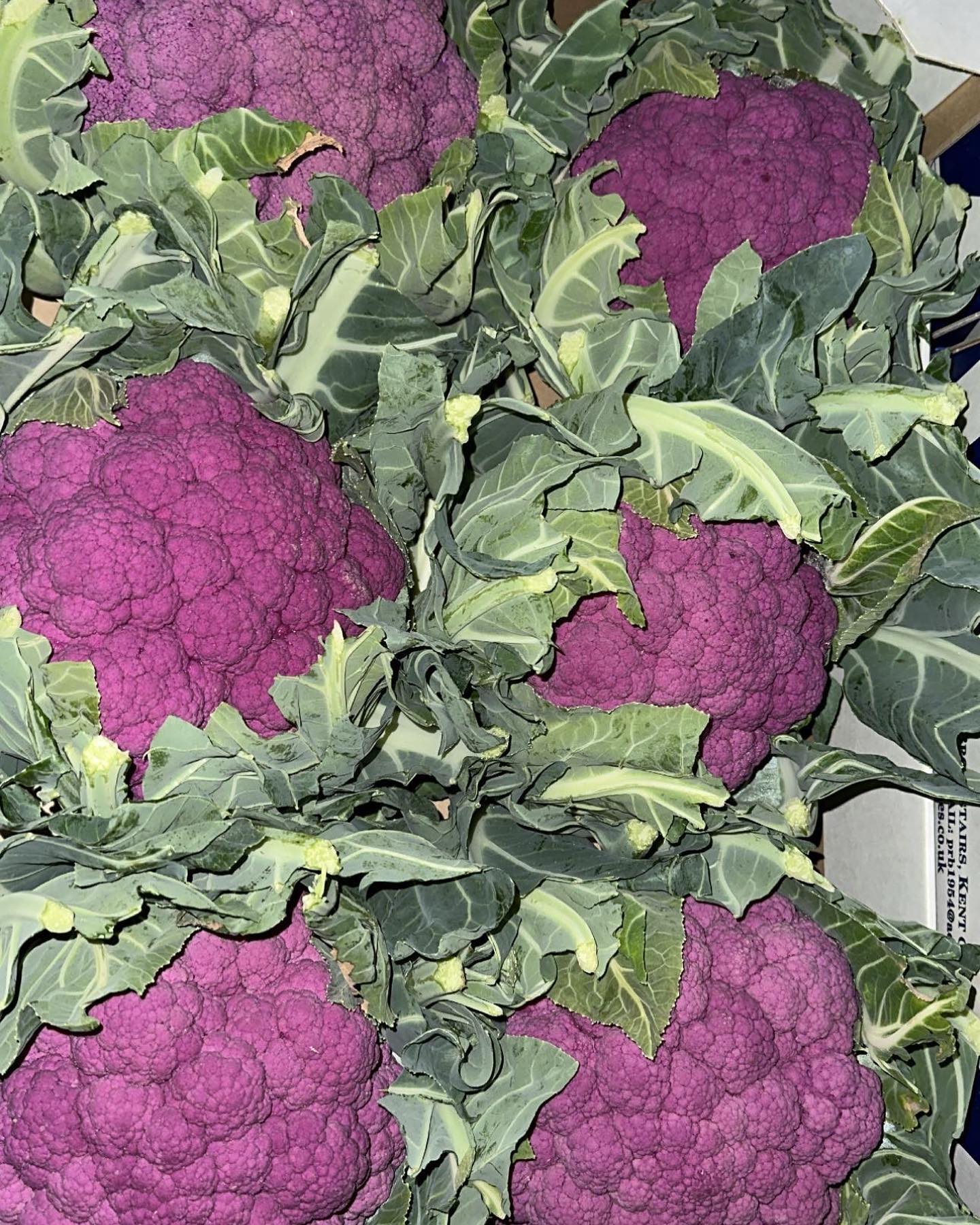 Purple Cauliflower